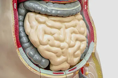 Gut Overview – Anatomy – Zeolite Knowledge Gut Overview - Anatomy - Zeolite Knowledge