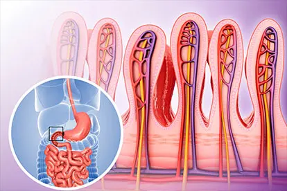 Intestinal Mucosa - Villi - Peristalsis - Zeolite Knowledge