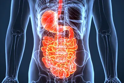 Stomach to Anus - Small Intestine-Duodenum - Zeolite Knowledge