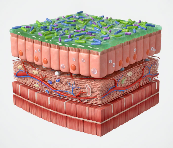 Mikrobiom und Darmbarriere eng verbunden
